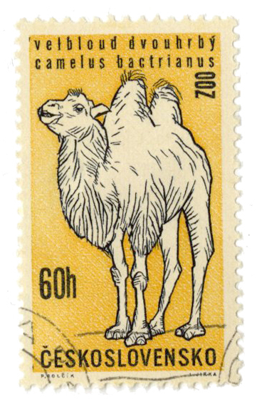 StampCamel